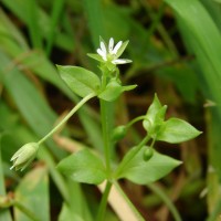 Stellaria media (L.) Vill.